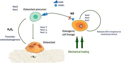 In Sickness and in Health: The Oxygen Reactive Species and the Bone